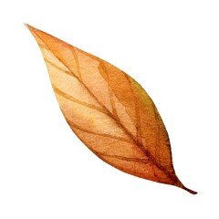 Warm autumn leaf showcasing vibrant hues in a delicate watercolor illustration captured in natural light