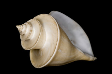 Conchiglia, Coquillage. Thatcheria mirabilis. Filippine