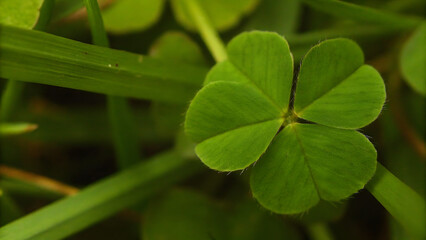 Four leaf clover stands out against green leaves