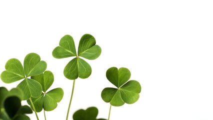 Four leaf clover stands out against green leaves