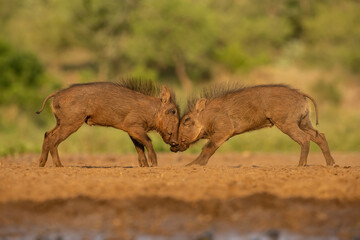 Warthog (Phacochoerus africanus). Two young warthogs engage in a playful head-to-head battle. The dusty plains serve as their natural playground. 