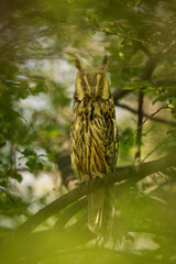 Long-eared Owl (Asio otus). Perched Among Green Foliage. Dense Forest. Camouflaged Predator Staring Intently.
