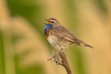Bluethroat (Luscinia svecica). Singing from a Branch. Marshland Habitat. Vibrant Throat Patch Displaying in Morning Light.
