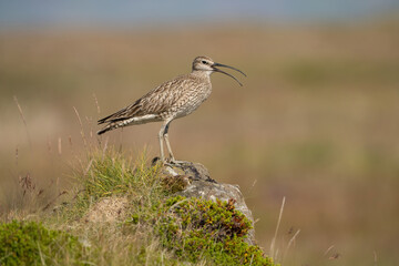 Whimbrel (Numenius phaeopus). The bird stands on a mossy rock, calling out into the open air. Coastal grassland with blurred background. The elegant posture and long curved bill.