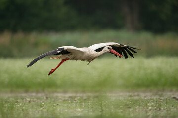 White Stork (Ciconia ciconia). Graceful Flight Over Wetland. Open Marshland. Long Wings and Focused Gaze.