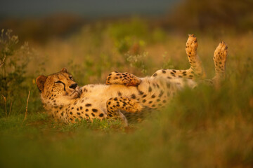 Cheetah (Acinonyx jubatus). Resting in Golden Light. African Grasslands. Serene Posture and Piercing Gaze.