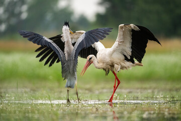 White Stork (Ciconia ciconia) and Grey Heron (Ardea cinerea). Intense Territorial Dispute in Shallow Waters. Marshy Habitat. Clashing Wings and Raised Beaks.