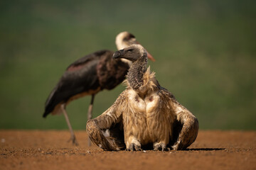Cape Vulture (Gyps coprotheres). Resting on the Ground with Sharp Gaze. Savannah Clearing. Rugged Feathers and Intense Stare.
