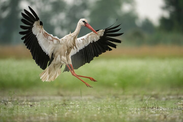 White Stork (Ciconia ciconia). Dramatic Landing with Outstretched Wings. Lush Marshland. Dynamic Pose and Sharp Precision.