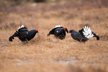 Black Grouse (Lyrurus tetrix). Group of Males Engaged in Lekking Ritual. Open Steppe. Competitive and Intense Display.