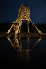 Giraffe (Giraffa). Lone Drinker Under the Night Sky. Isolated Watering Hole. Tall Frame and Mirror-Like Reflection.