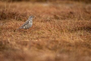 Mistle Thrush (Turdus viscivorus). Small Songbird in Damp Grassland. Open Meadow. Subtle Presence in the Wild.