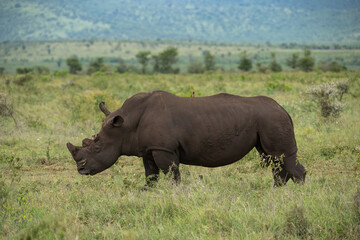 Obraz premium White rhinoceros (Ceratotherium simum). A massive white rhinoceros grazes on the open savanna. The vast grasslands stretch towards the horizon.
