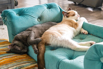 Two kittens sleep cuddled together on a miniature velvet sofa.