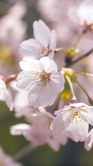 Gentle pink sakura petals drifting the air sof