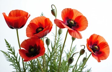 Fototapeta premium Red poppy flowers isolated on white backdrop. Close-up of delicate petals, green stems, fresh buds, leaves. Floral design for spring, beauty, nature, wedding, greeting cards.