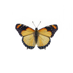 Obraz premium African Monarch Butterfly