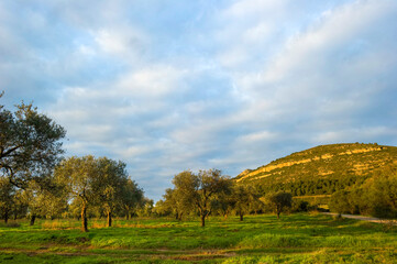 Obraz premium autumn landscape with olive trees and clouds, on background Mount Doglia, Fertilia, Alghero, Sardinia, taly