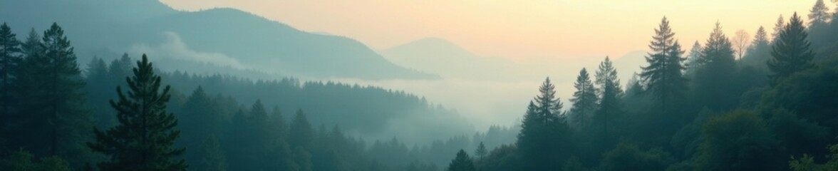 Obraz premium Ancient fir forest in misty morning, foggy atmosphere, nature, forest, atmosphere