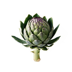 Obraz premium Single Artichoke Close Up