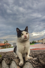 Black and white cat sitting on the roof of an old building with cloudy sky