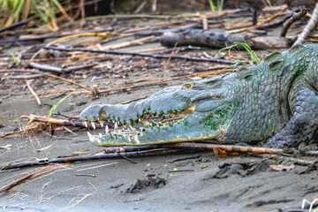Crocodile resting on the shore of a lake.