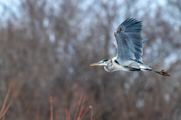 Great blue heron in flight.