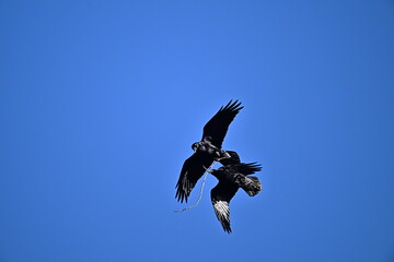 crow flying in the sky