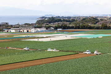 野菜畑で農作業をする人々