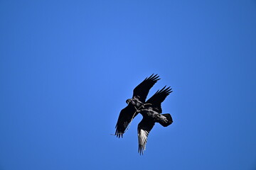 crow flying in the sky