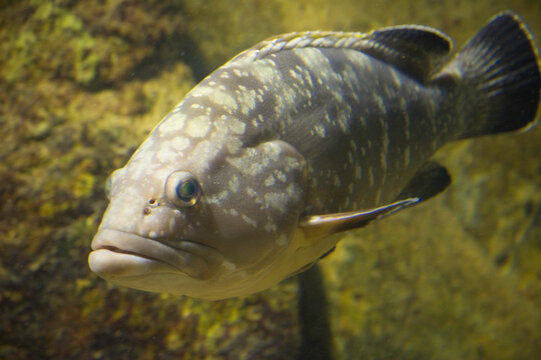 close up of a fish, Dusky Grouper (Epinephelus marginatus) cernia bruna (Epinephelus marginatus Lowe, 1834). Alghero. Sardegna. Italy.
