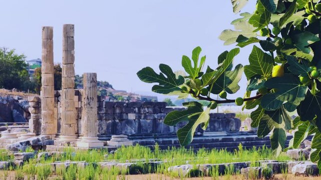 Ruins of the ancient Lycian city of Letoon. An open-air museum. The ancient sanctuary of the goddess Leto. Ancient Lycia. The Lycian state. UNESCO. Mugla, Turkey, 4k.