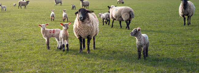 Sheep and Lamb family in the british countryside on an overcast day in farmers field - Caring mother and children together while animals play happily