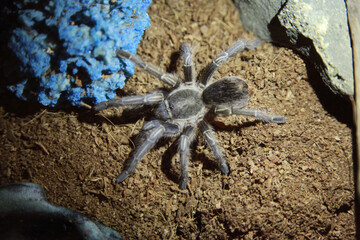 A Tarantula in an enclosure 