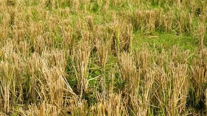 Paddy fields after harvest are flooded, Rice field condition after harvest, with plant remains and wet soil surface, agriculture sustainability  concept