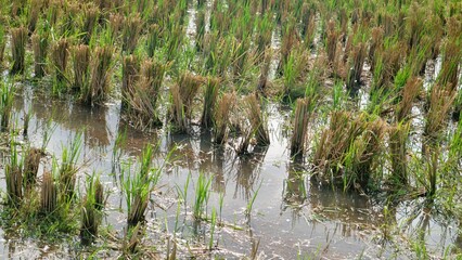 Paddy fields after harvest are flooded, Rice field condition after harvest, with plant remains and wet soil surface, agriculture sustainability  concept
