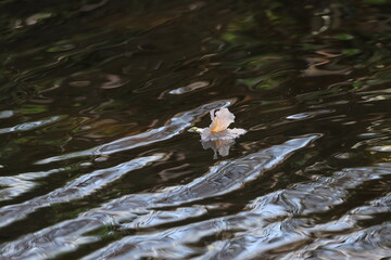 Pink Trumpet (Tabebuia rosea, Pink Tecoma, Rosy Trumpet-tree) Beautiful flowers of Thailand in the Kasetsart Unitversity Kamphaeng Saen campus ,Thailand