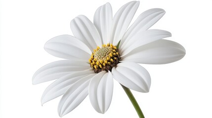 Fototapeta premium White Flower Close-Up Shot