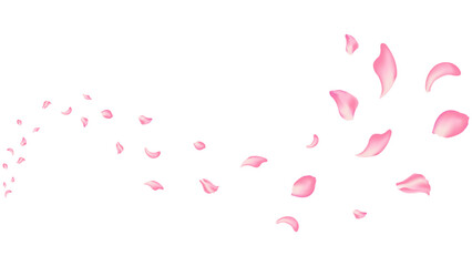 rose and sakura flying petal romantic background vector