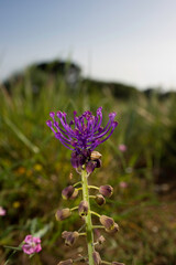 purple flowers on a meadow, sapphire flowers in the spring muscari Sardinia, italy, Tassel hyacinth (Muscari comosum)