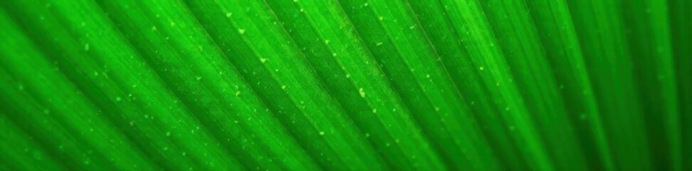 Palm leaf details in close-up texture natural tropical green, green, palm leaf texture, close-up