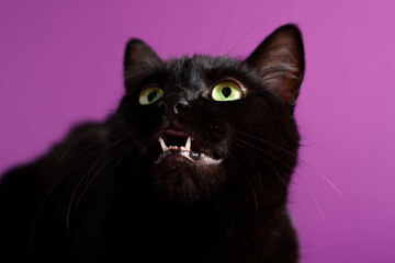 Cute black cat on purple background, closeup. Adorable pet