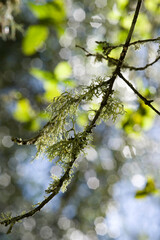 Licheni lichen commonly known as beard lichen or Usnea. These unique organisms are a symbiotic combination of a fungus and an alga that grow together. 
