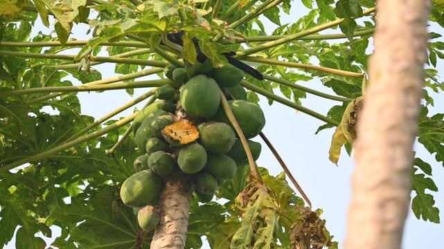 Asian koel or Eudynamys scolopaceus bird eating ripe papaya. It is a member of the&nbsp;cuckoo&nbsp;family&nbsp;of&nbsp;birds, the&nbsp;Cuculidae. It is found in the&nbsp;Indian Subcontinent and Southeast Asia. Male Asian koel.
