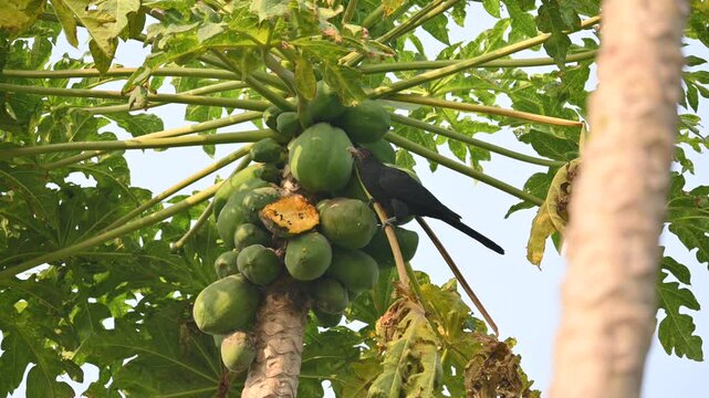 Asian koel or Eudynamys scolopaceus bird eating ripe papaya. It is a member of the&nbsp;cuckoo&nbsp;family&nbsp;of&nbsp;birds, the&nbsp;Cuculidae. It is found in the&nbsp;Indian Subcontinent and Southeast Asia. Male Asian koel.