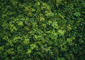 Fototapeta premium Lush green foliage creating a dense natural canopy.