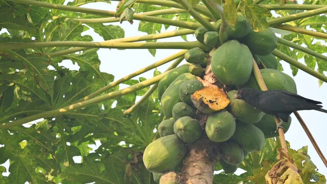 Asian koel or Eudynamys scolopaceus bird eating ripe papaya. It is a member of the&nbsp;cuckoo&nbsp;family&nbsp;of&nbsp;birds, the&nbsp;Cuculidae. It is found in the&nbsp;Indian Subcontinent and Southeast Asia. Male Asian koel.