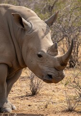 Obraz premium Portrait of an African rhinoceros with a large horn, an animal that is protected because it is almost extinct.