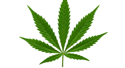 Cannabis Leaf Isolated on Transparent PNG Background