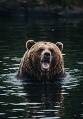Fototapeta premium Portrait of a bear swimming and looking angry with its sharp teeth